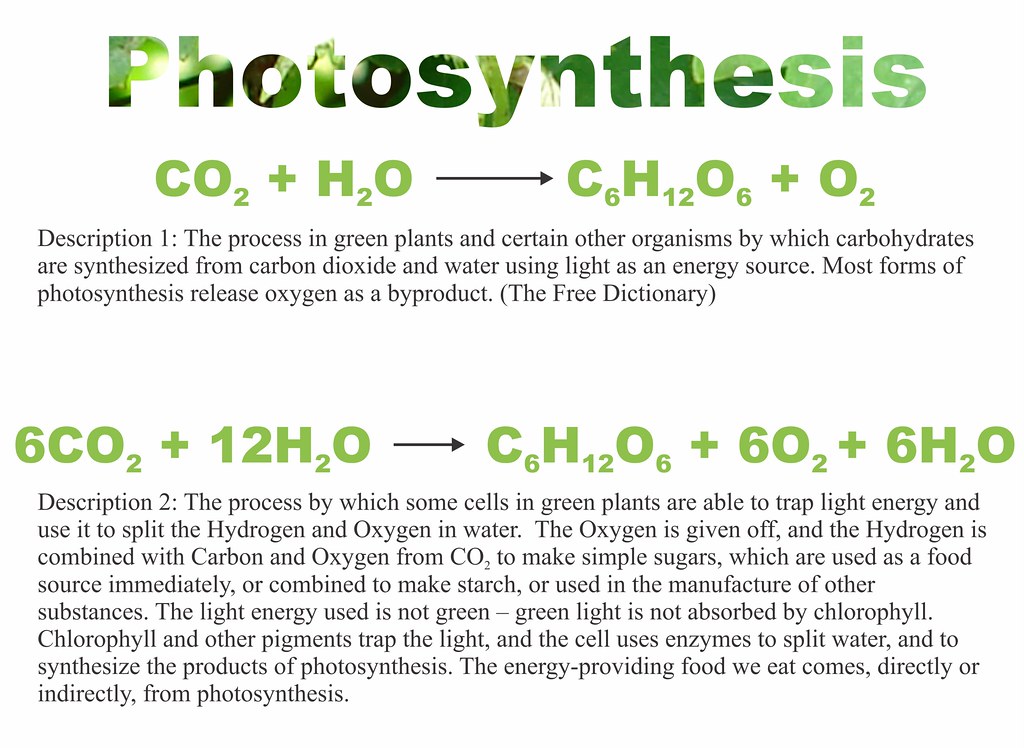 Hvordan fungerer fotosyntesen?